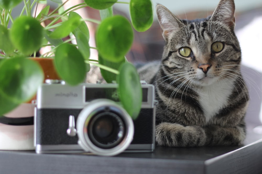 a cat sitting on a table next to a camera