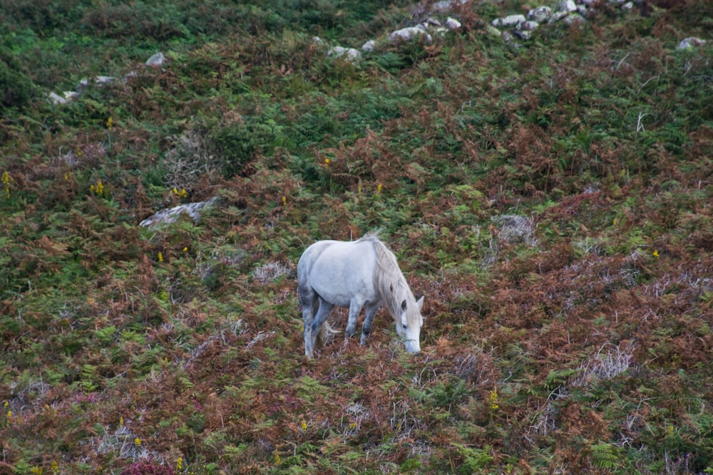 a white horse grazing in a grassy field