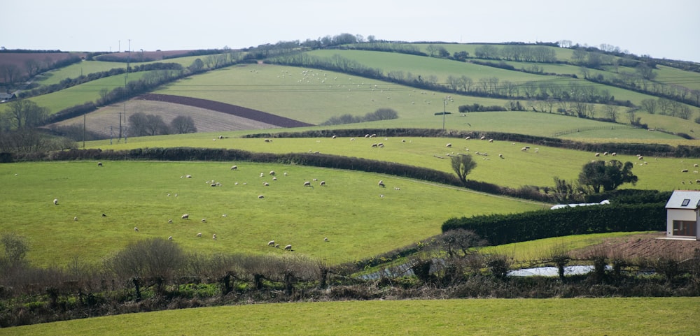 a green field with a house in the middle of it