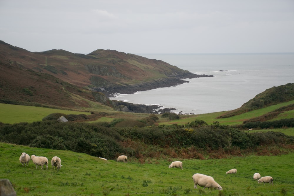 a herd of sheep grazing on a lush green hillside