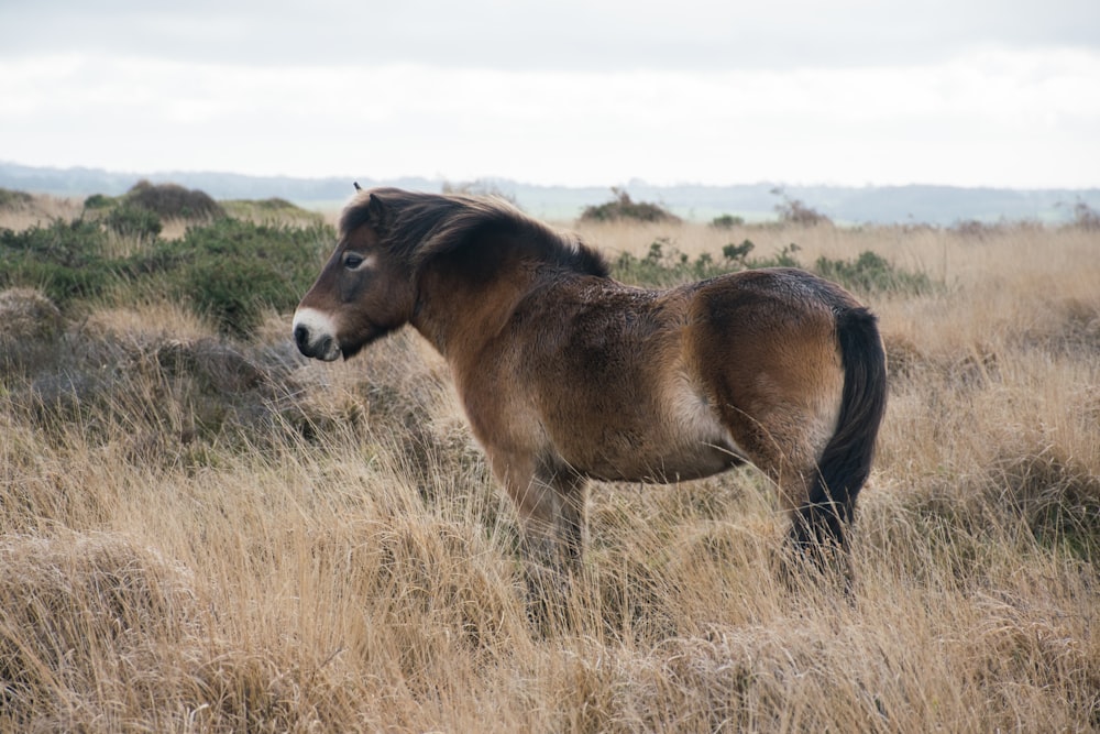 Un caballo marrón parado en la cima de un campo de hierba seca