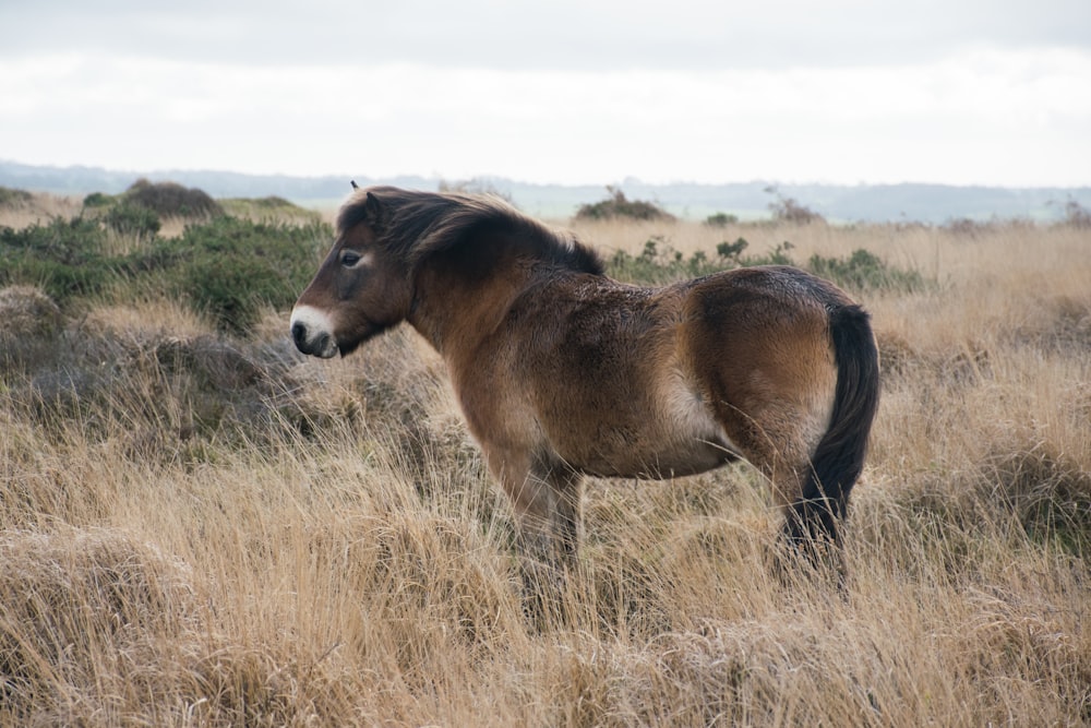 a brown horse standing on top of a dry grass field