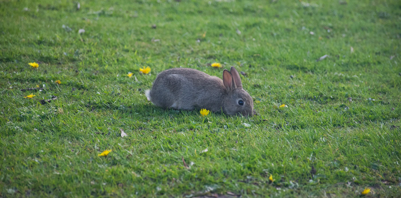 A pet rabbit sitting in green grass