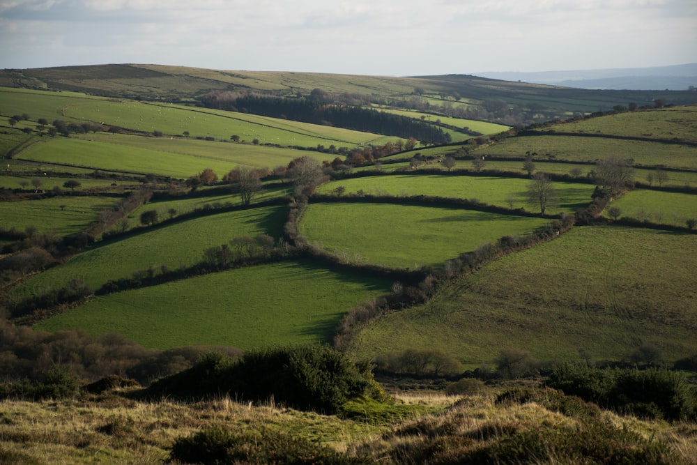 a lush green hillside covered in lots of trees