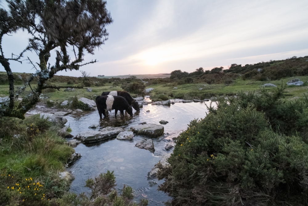 Un par de caballos están parados en un arroyo