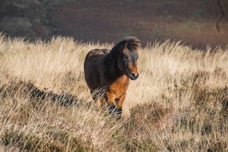 a brown horse walking through a dry grass field