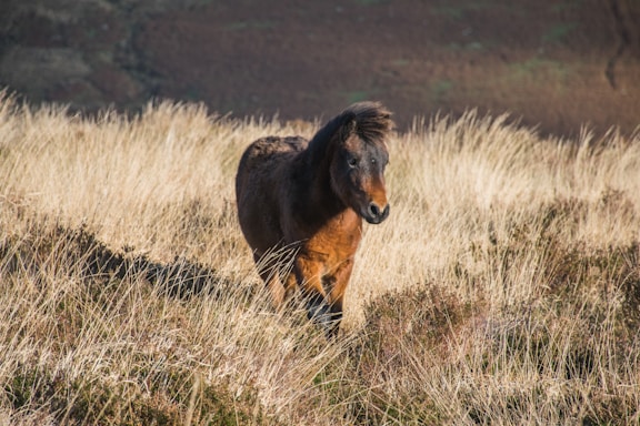 a brown horse walking through a dry grass field