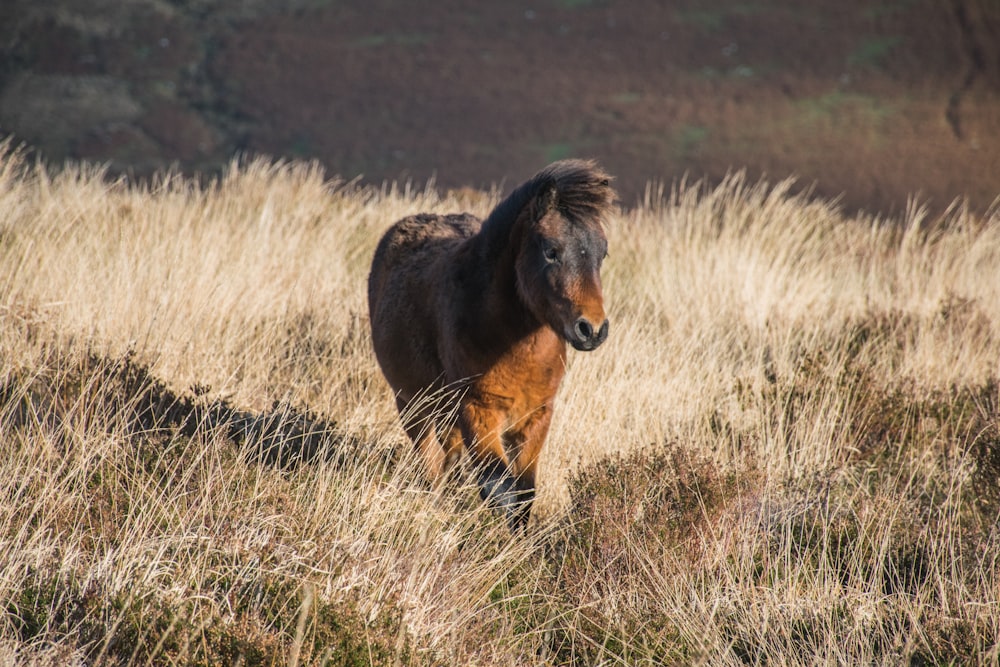 Un cavallo marrone che cammina attraverso un campo di erba secca