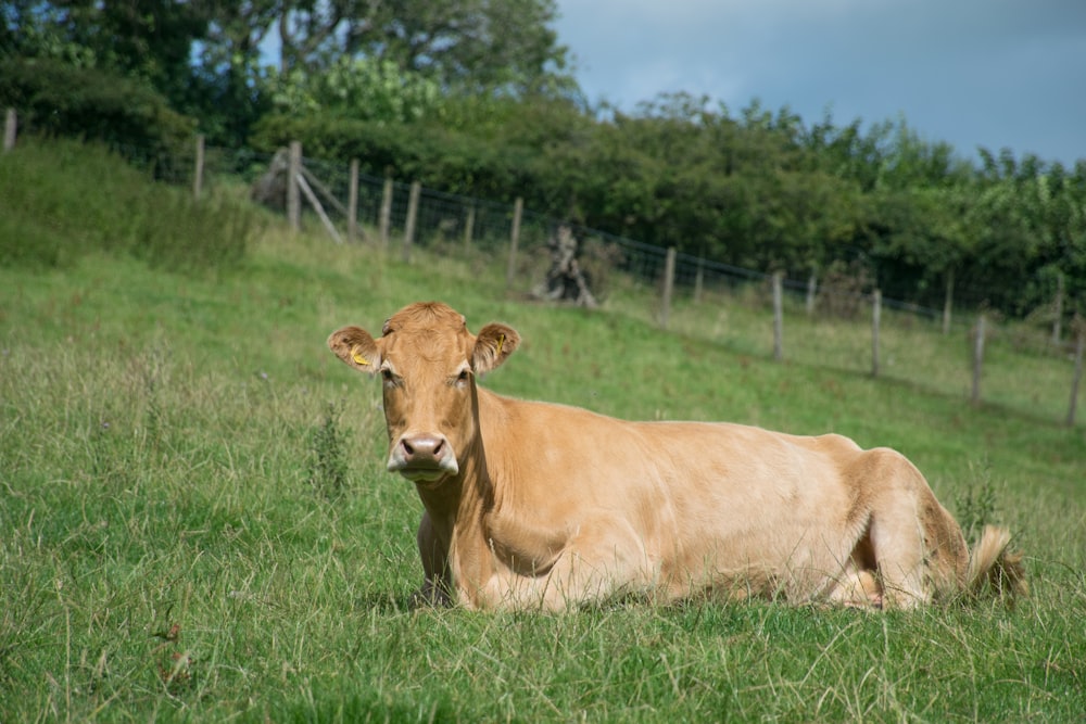 a brown cow laying down in a grassy field