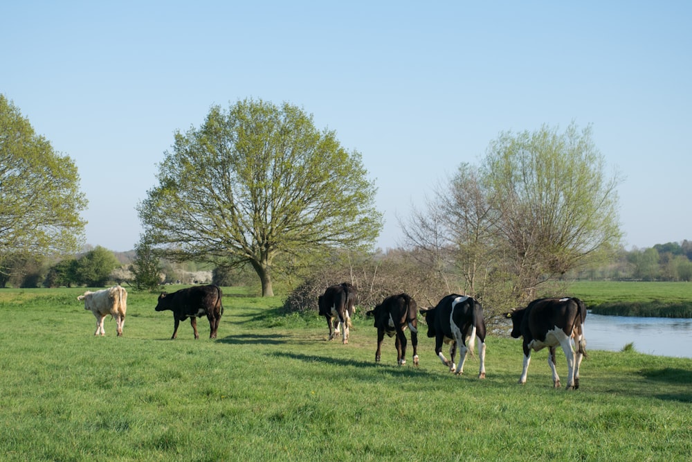 a herd of cattle grazing on a lush green field