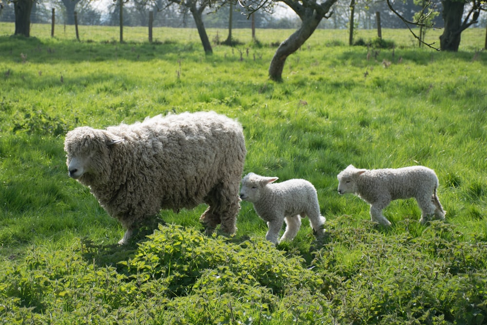 a mother sheep and her two baby sheep in a field