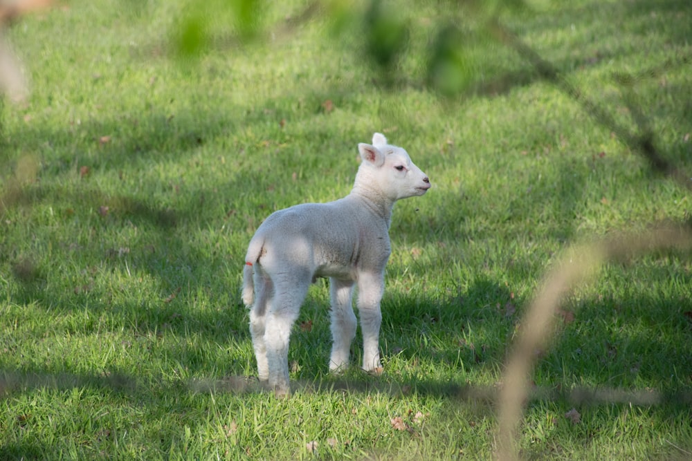 a baby lamb standing in a grassy field