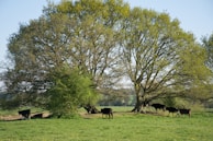 A serene farm scene with cows grazing peacefully under a banyan tree.