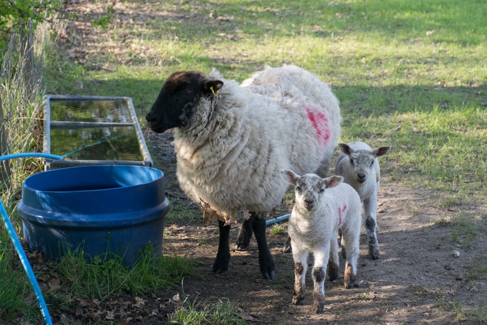 a couple of sheep standing next to each other on a field