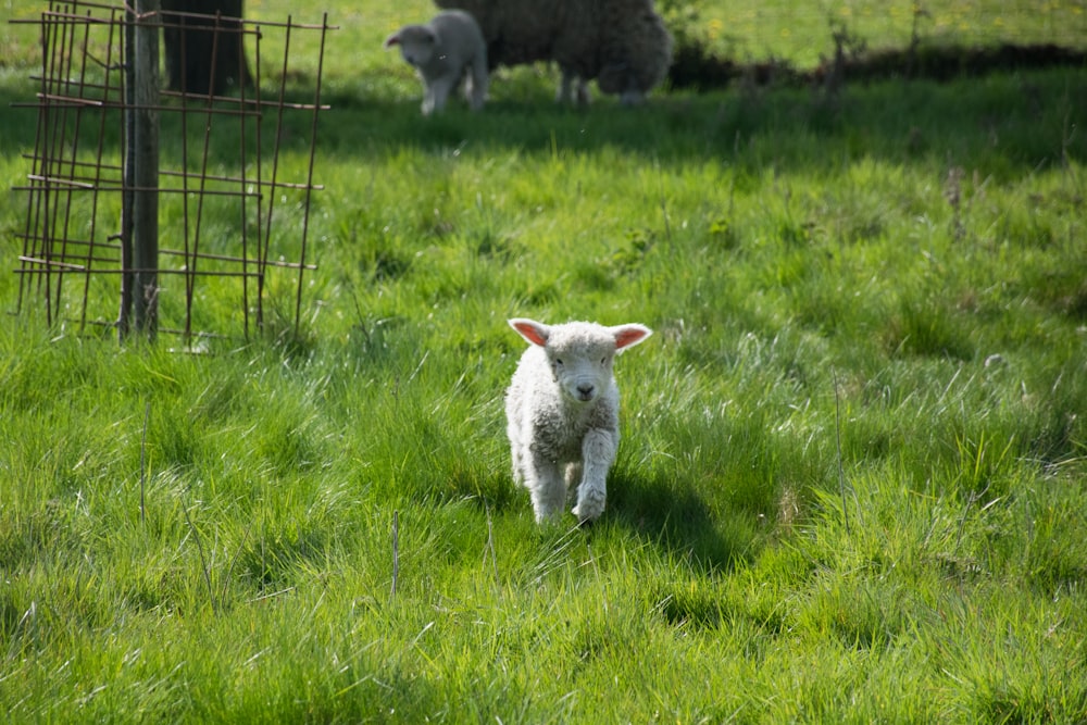 a sheep is running through a grassy field