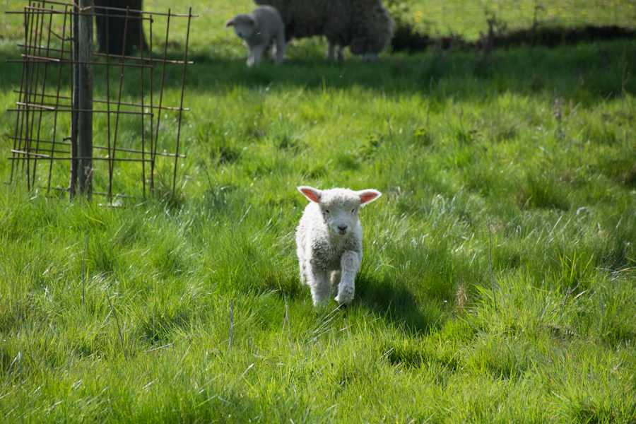 A young lamb standing in green grass