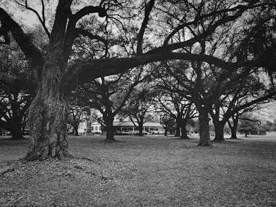 Historic black and white photo of Fallsvale Schoolhouse surrounded by tall trees.