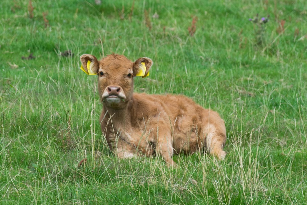 a brown cow laying in a grassy field