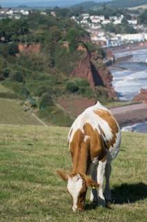 In a lush, grassy field, a brown and white cow is grazing peacefully. The background features a picturesque coastal landscape with cliffs, a distant town, and the ocean waves gently hitting the shore.