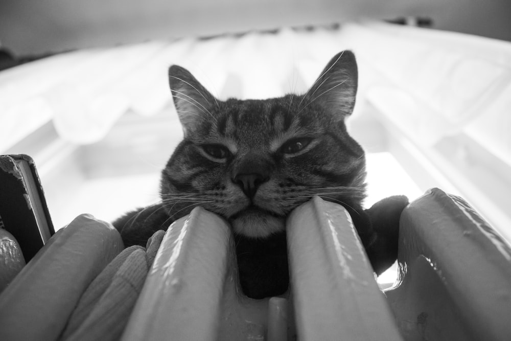 a black and white photo of a cat peeking over a radiator