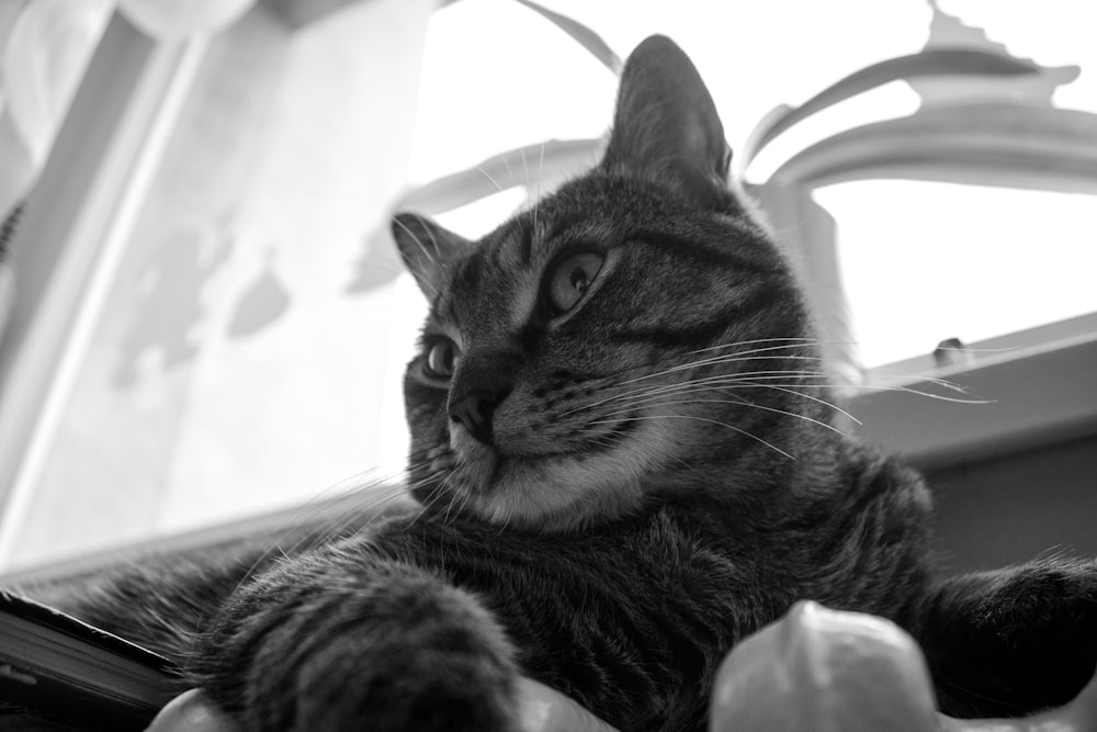 a black and white photo of a cat laying on a window sill