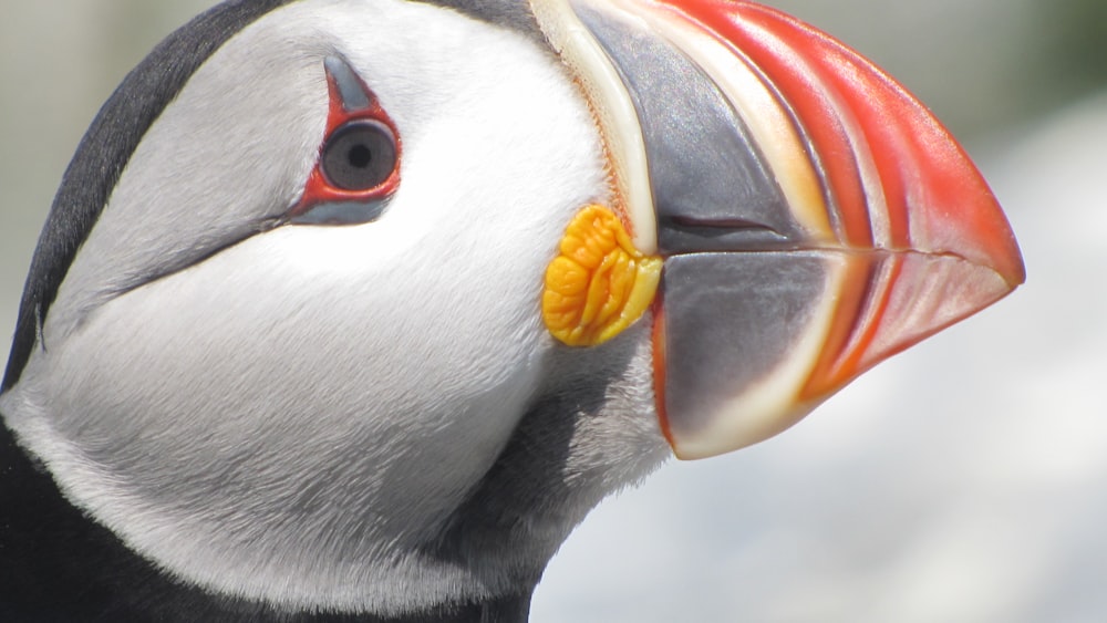 a close up of a bird with a yellow beak