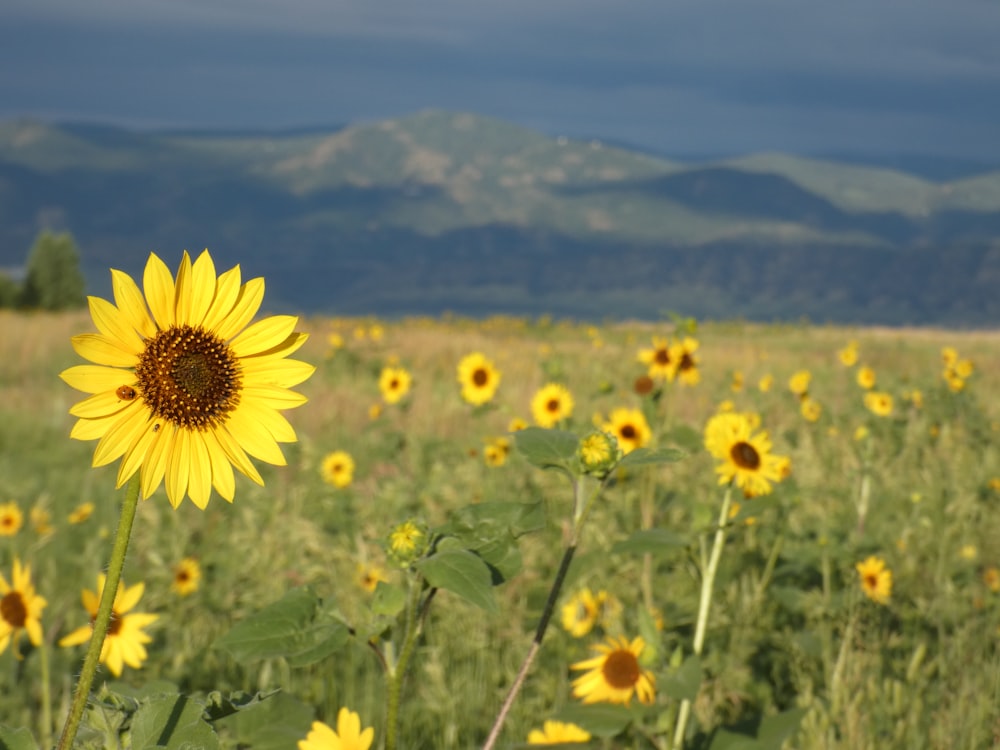 a field of sunflowers with mountains in the background