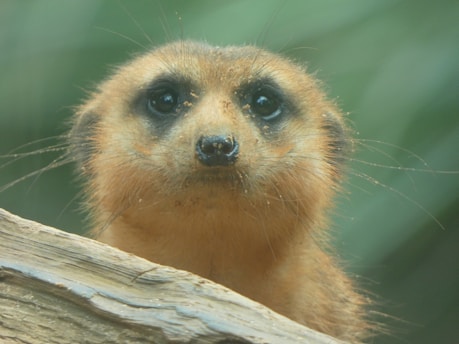 A meerkat with expressive eyes and a slightly sandy face peers curiously over a log in a natural environment.