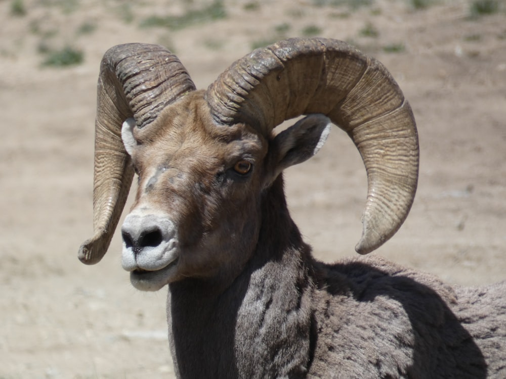 a close up of a ram with large horns