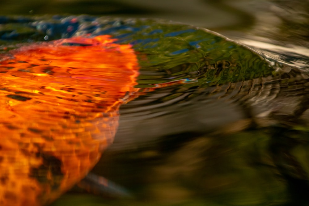 a close up of a fish in a body of water