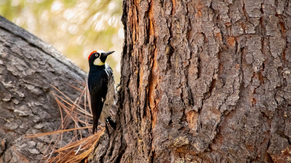 a woodpecker is standing on a tree trunk