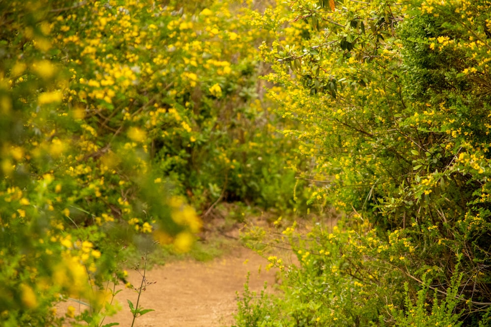 a dirt path surrounded by trees and yellow flowers