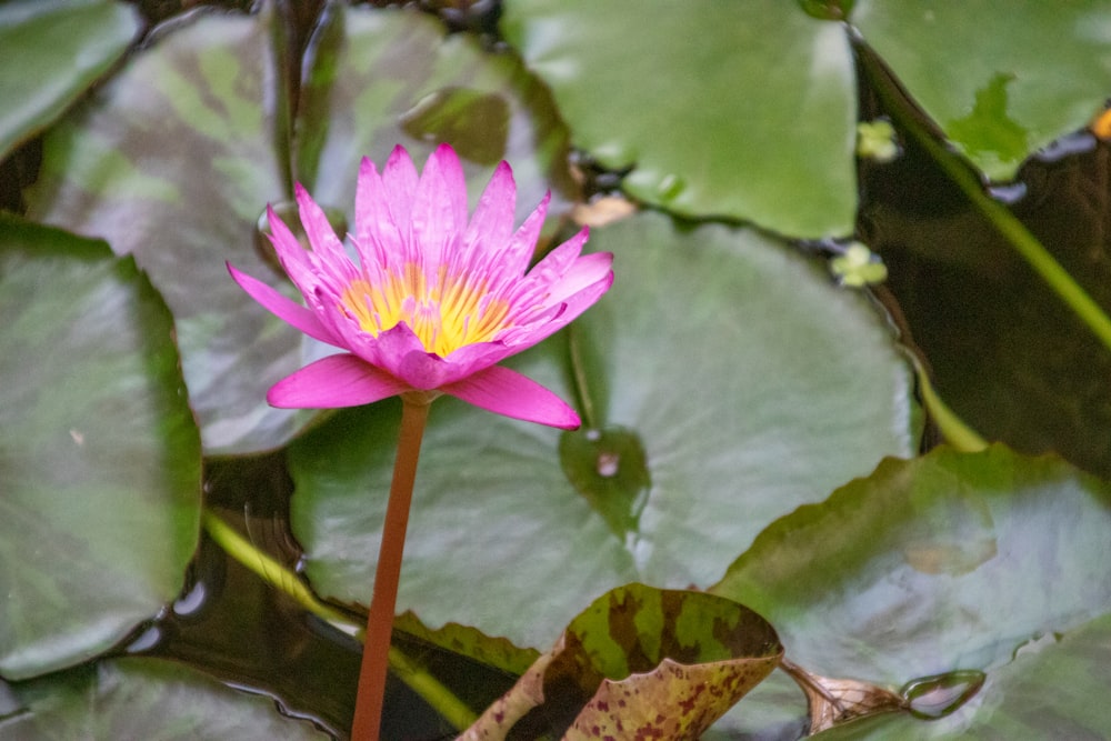 a pink water lily blooming in a pond