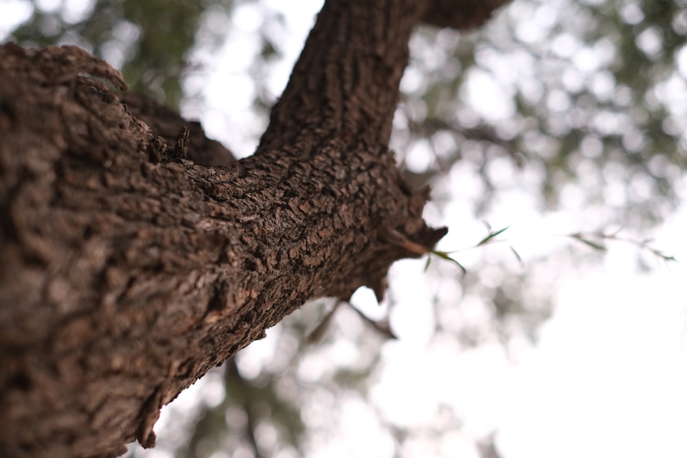 a close up of a tree trunk with a sky background