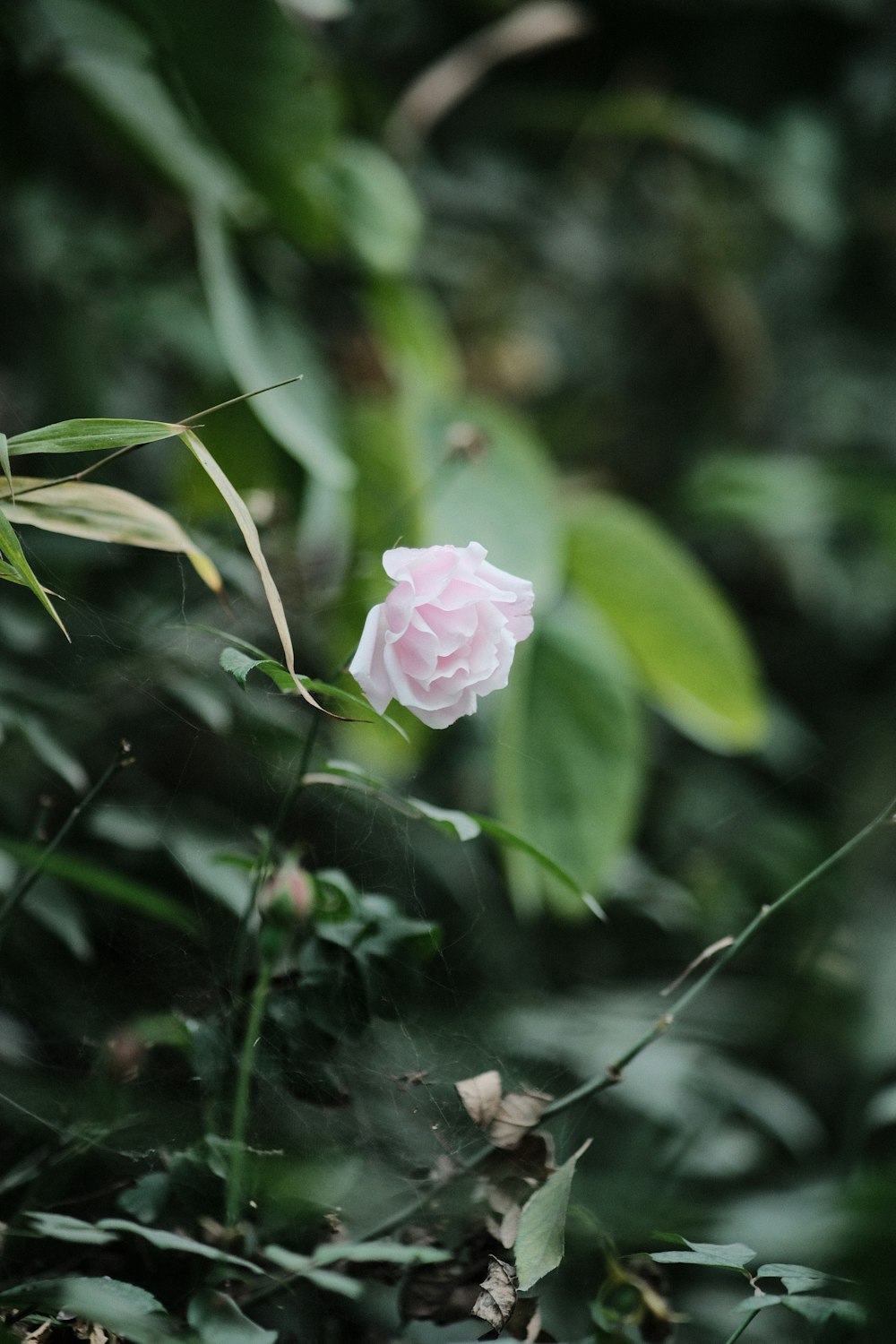 a single pink rose sitting in the middle of a forest