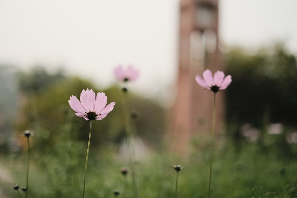 a bunch of flowers that are in the grass