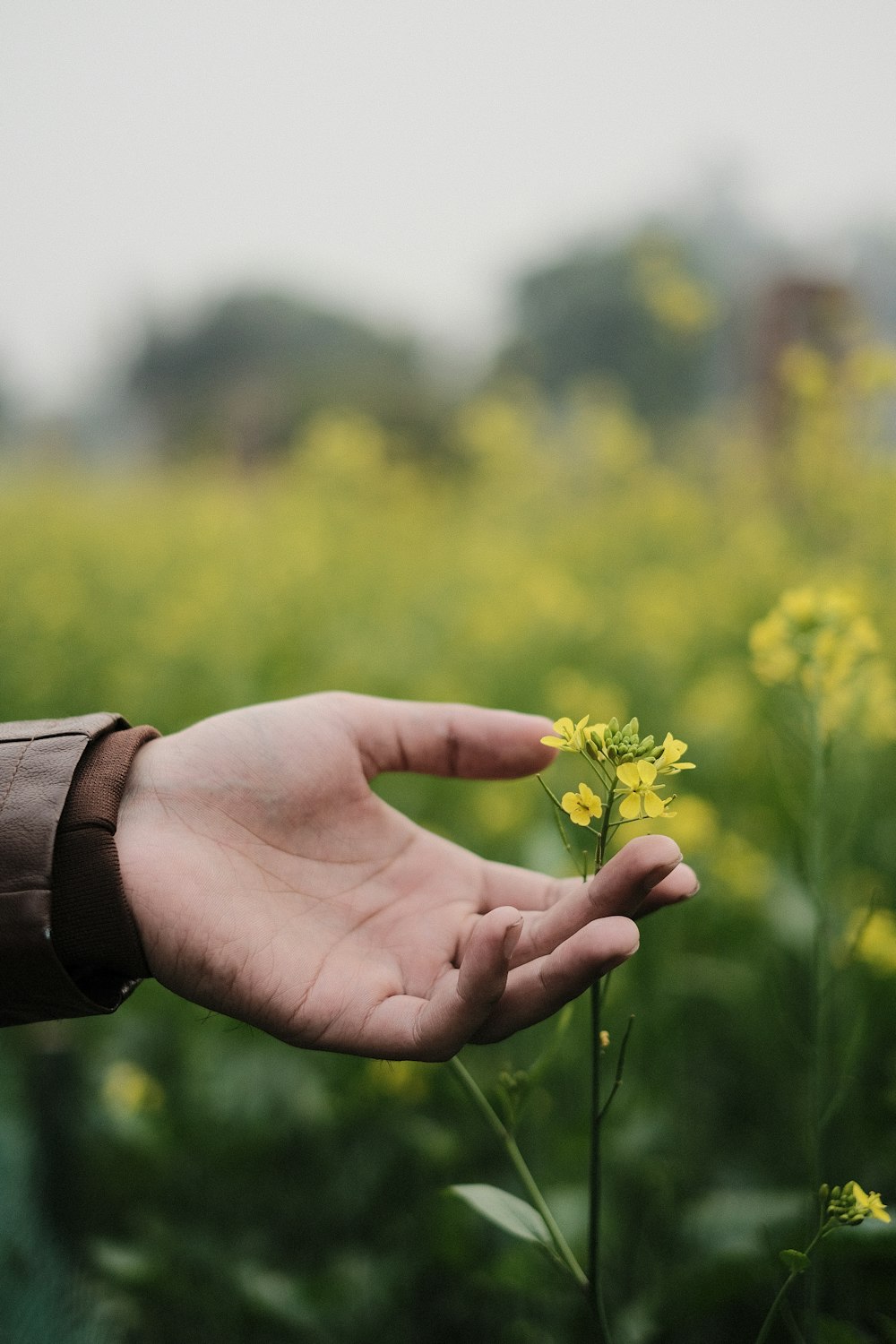 a person's hand holding a yellow flower in a field