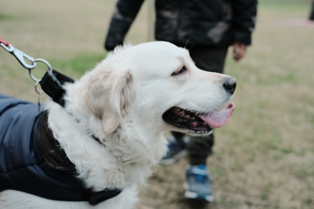 a white dog wearing a black jacket on a leash