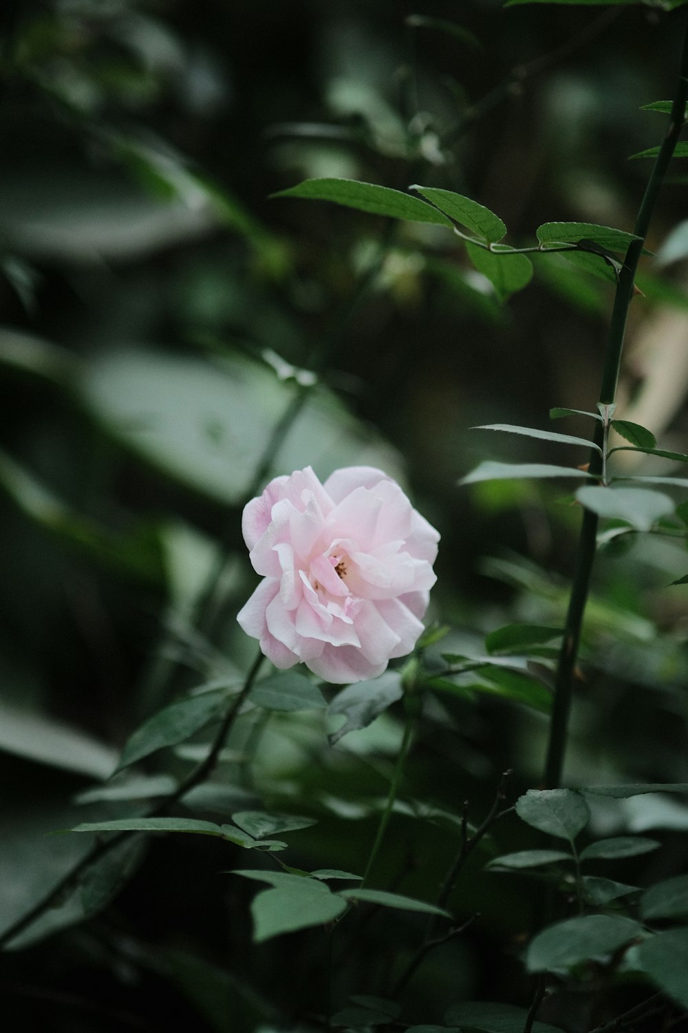 a pink flower is in the middle of some green leaves