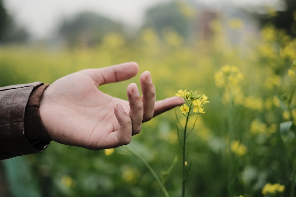 a person's hand reaching out towards a yellow flower
