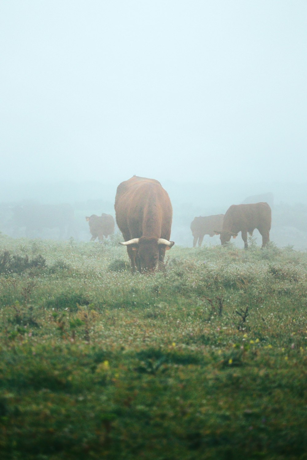 a herd of cattle grazing on a lush green field