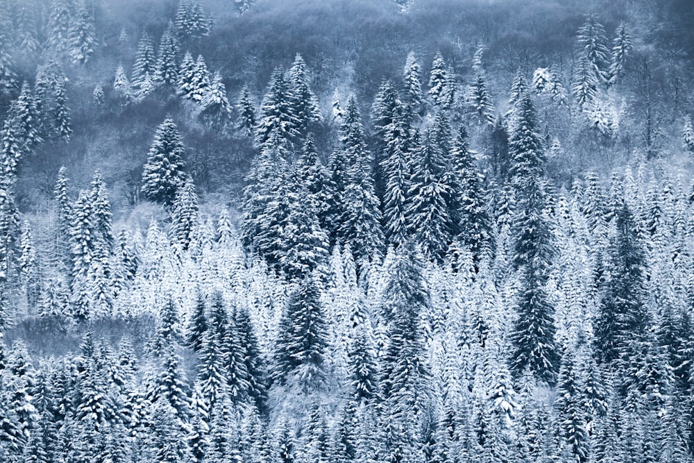 a group of pine trees covered in snow