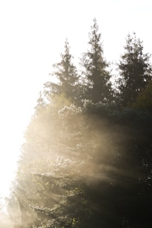 the sun shines through the trees on a foggy day