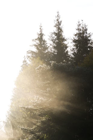 Sunlight filtering through towering evergreen trees on a misty Pacific Northwest morning.