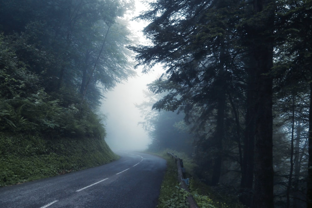 a foggy road in the middle of a forest