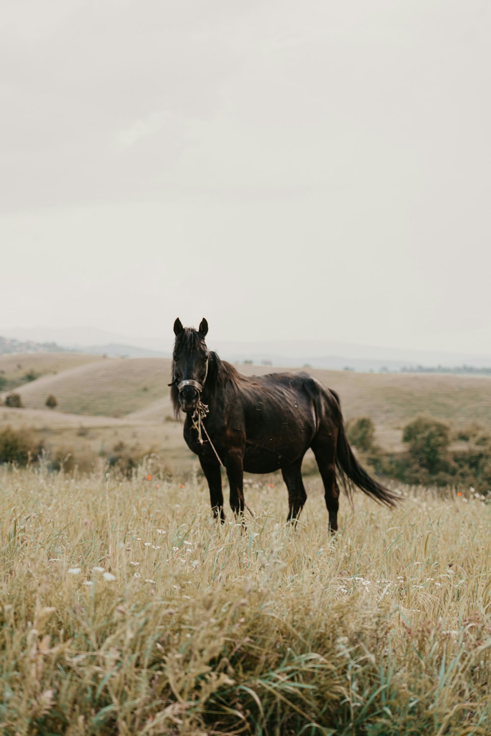 a black horse standing in a field of tall grass