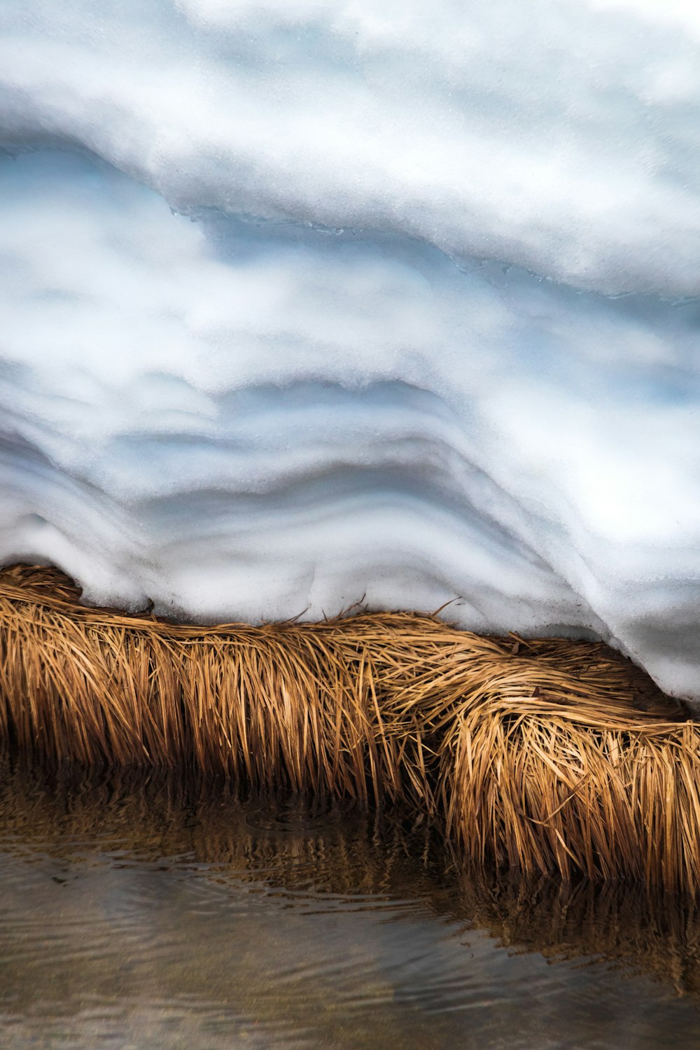 a bird is standing on the edge of a body of water