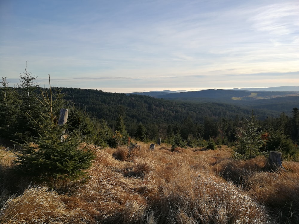 a grassy field with trees and mountains in the background