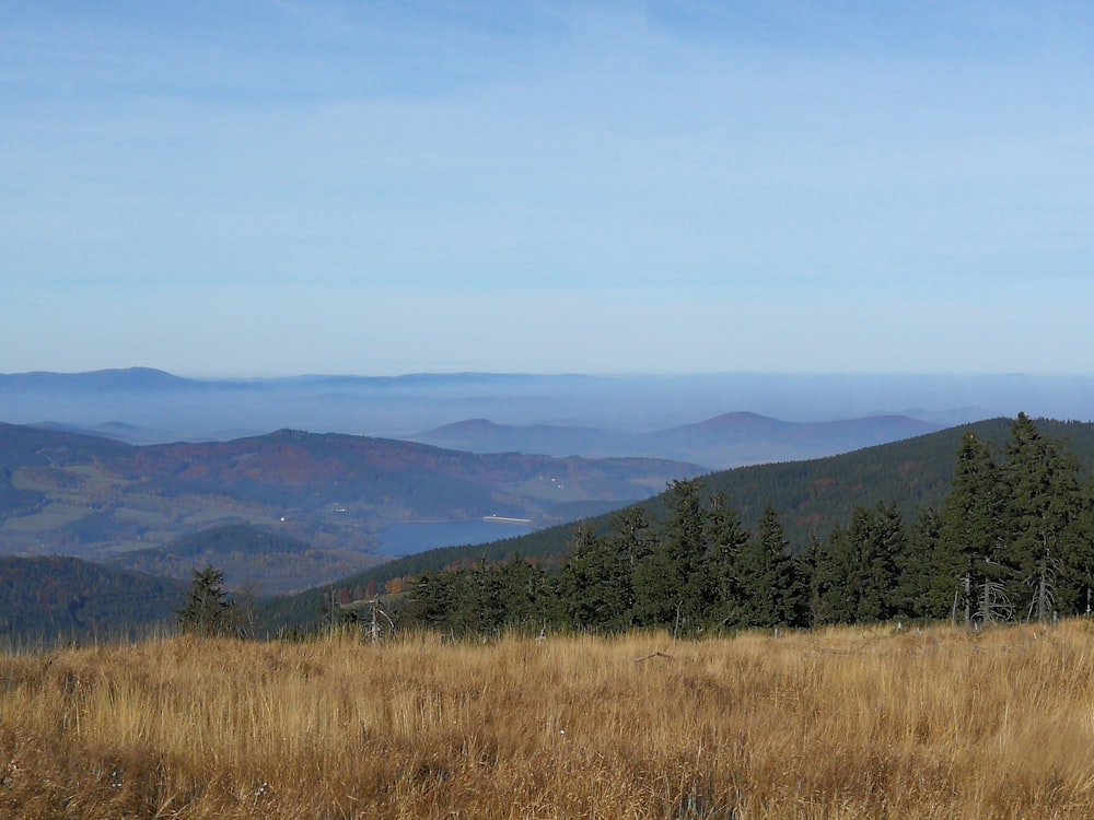 a grassy field with trees and mountains in the background