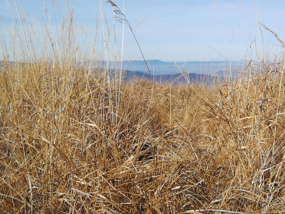 a field of tall dry grass with mountains in the background